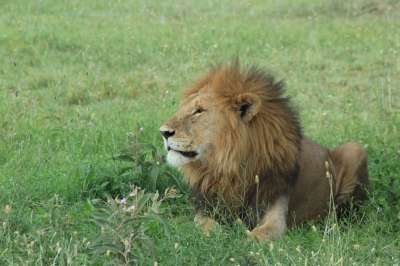 狮子 苹果浏览器 野猫 野生动物 野蛮的 动物 非洲保护区 嘴