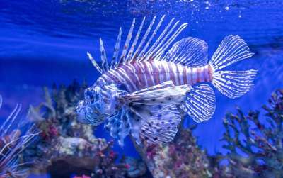 红狮子鱼 水下 水族馆 鱼 动物 异国情调 野生动物 海洋 海