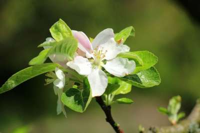 苹果花 春天 果树 开花的树 悲伤 苹果 性质