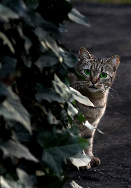 那只猫 绿眼睛 树叶 伪装 猫似的