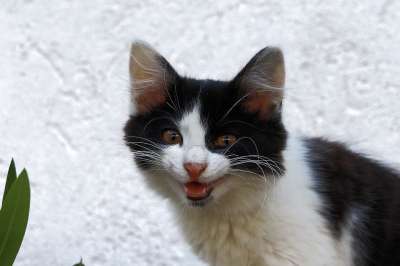 猫 小猫 家畜 胡须 脸 耳朵 毛皮 年轻 俏皮的 可爱的
