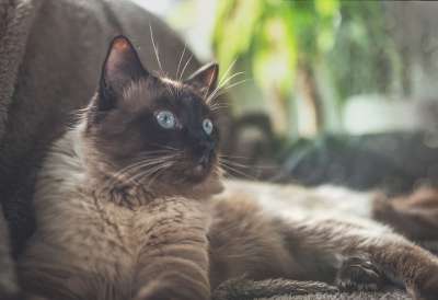 猫 布娃娃 小猫 动物 蓝色的 猫科动物 宠物 松弛 休息