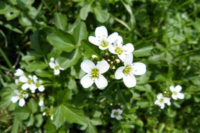 豆瓣菜 开花 春天