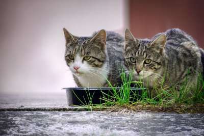 朋友们 友谊 猫 猫食 喂养 很少 爱 关系 自然 小猫