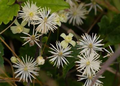 花朵 老人的胡须 铁线莲 野生威灵仙 植物 盛开 开花 花园