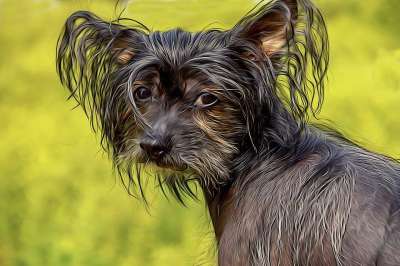 狗 中国冠毛狗 无毛的小狗 中国Chocholáč 宠物 动物 犬类