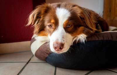 狗 可爱的 家畜 动物肖像 动物 细心 眼睛 鼻子 梗犬 小狗