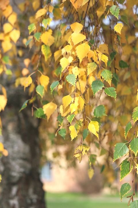 白桦树 落下 秋天 树叶 秋天的树叶 树木 自然 植物群 花园