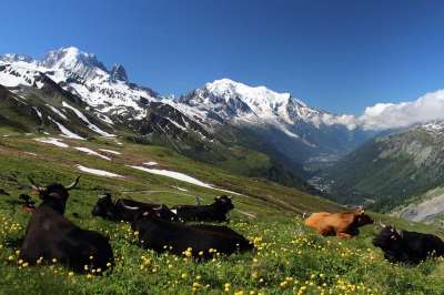 勃朗峰 白山之旅 阿尔卑斯山 远足 徒步旅行 山 景观 自然