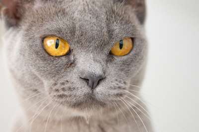 猫 脸 生气的 有趣的 宠物 动物 肖像 毛皮 鲭鱼 眼睛