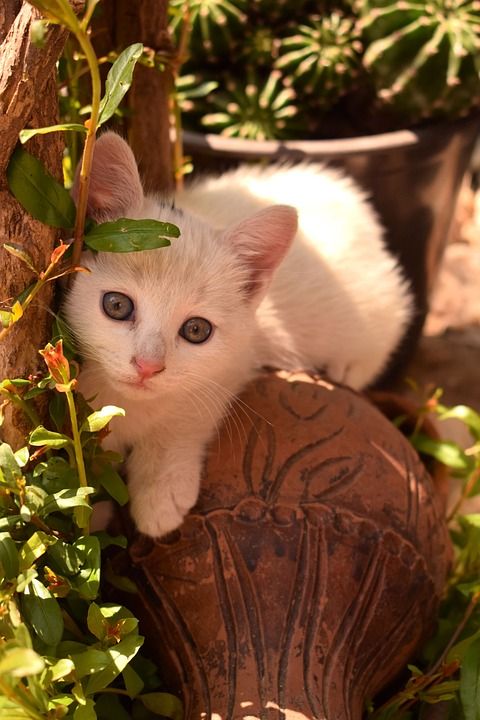 猫 年轻 小猫 宠物 动物 可爱的 毛皮 甜的 俏皮的 肖像