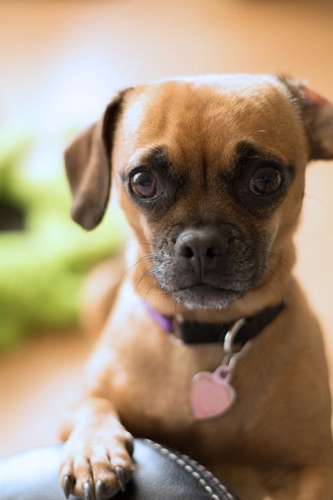 使困惑 道歉 对不起 担心 有关 哈巴狗 腊肠犬 小狗