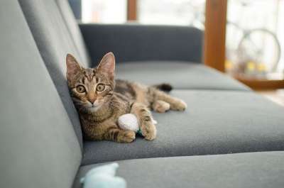 猫 家猫 动物 小猫 看猫 大花猫 躺猫 放宽