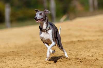 狗 灵缇犬 家畜 动物肖像 狗肖像 马场 赛狗活动 运动的