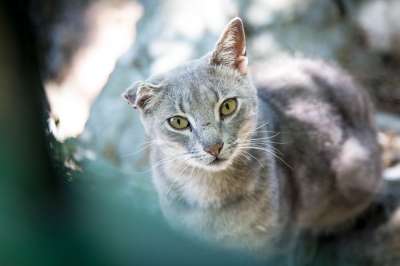 猫 街头猫 流浪 家畜 宿醉 动物肖像