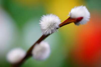 花的小猫 花朵 植物 植物群 植物学 春天的觉醒 丰富多彩的
