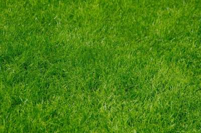 大自然壁纸 自然壁纸 高清壁纸 草 墙纸 背景 绿色 自然 草地