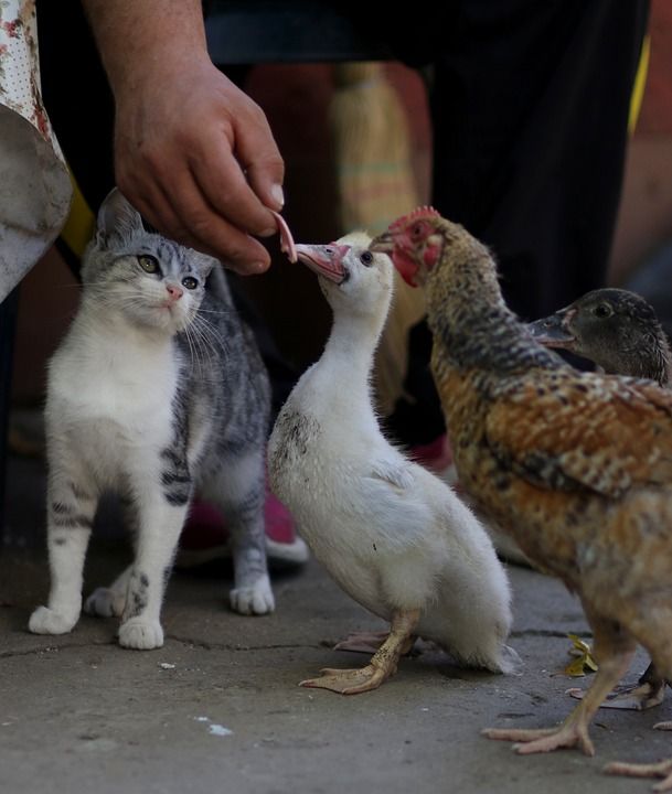 那只猫 鸭子 鸡 友谊 宠物 食物 可爱的 国内的动物
