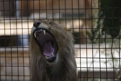 狮子 Felida大型猫科动物 捕食者 食肉动物