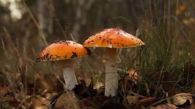 飞木耳 蘑菇 有毒的 野生蘑菇 孢子 海绵 菌类 子实体 蘑菇盘