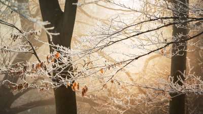 雪 冬天 白色的 寒冷的 天气 冰 树木 植物 自然 森林