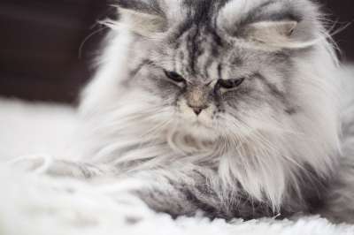 猫 动物 动物肖像 猫咪 羽毛 小猫 婴儿 灰色的 小的 猫眼