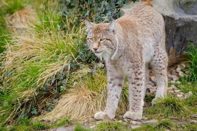猞猁 猫科动物 哺乳动物 猫科 一侧饰有鬓角 三角耳朵 捕食者