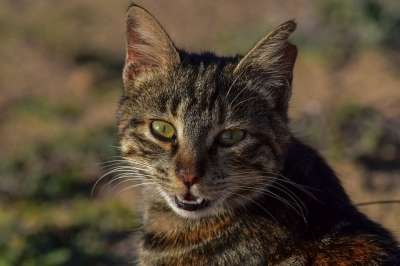猫 迷路 眼睛 脸 荒野 动物 肖像 虎斑猫 哺乳动物 看着