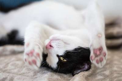 猫 动物 小猫 可爱的 眼睛 胡须