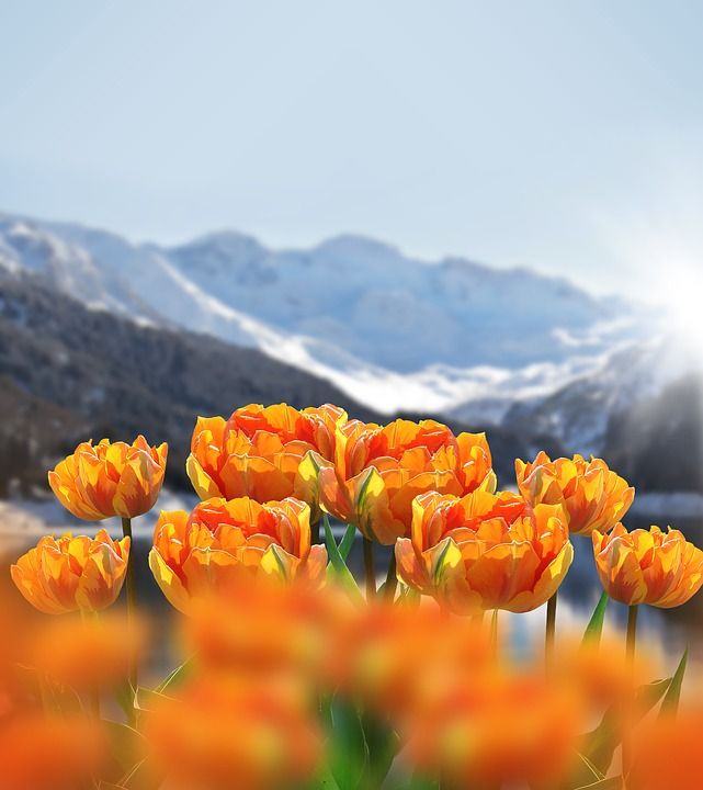 自然 春天 花朵 郁金香 春天的花朵 Outlook 山 背景