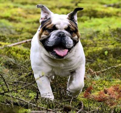 家畜 斗牛犬 狗 森林 动物 鼻子 细心 可爱的 肖像 服从
