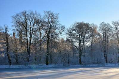 冬天 自然 树木 户外 季节 雪 寒冷的 公园