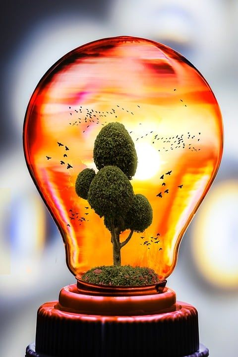 生态 自然 电灯泡 树 鸟 有天赋的人 绿色 植物 环境 光