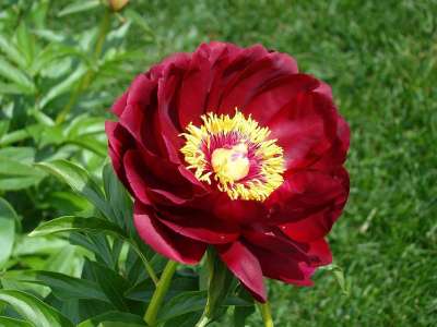 牡丹 花 红色的 花园 春天 叶子 盛开