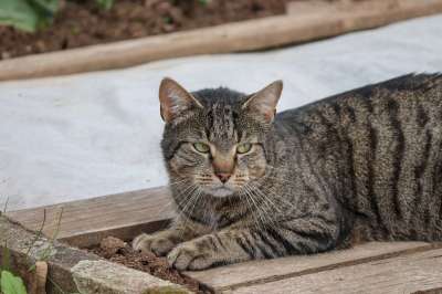 猫 家猫 家畜 谎言 脾气暴躁的 心情 绿色的眼睛 动物 猫眼