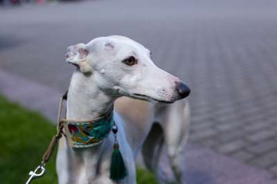 狗 衣领 自制 猎犬 敏捷 品种 动物 宠物 种族 显示
