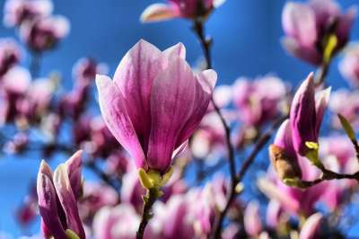 粉色的 木兰 盛开 花海 木兰科 可能 芽 春天 郁金香玉兰