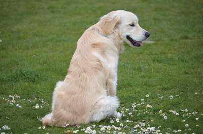 金毛猎犬 狗 草地 户外 草 雏菊 国内动物 动物 家养狗
