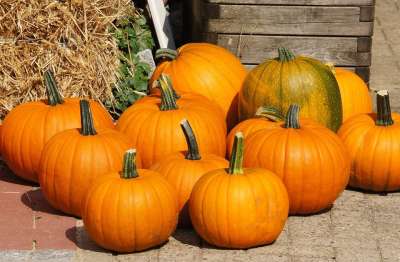 南瓜 落下 万圣节 收成 花园 Halloweenkuerbis