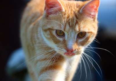 猫 小猫 红虎斑 红猫 虎猫 鲭鱼 猫宝宝 家猫 年轻的猫