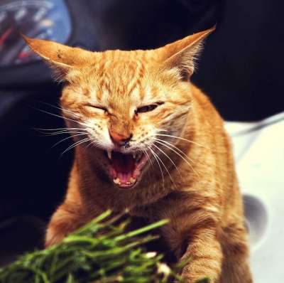 猫 小猫 基蒂