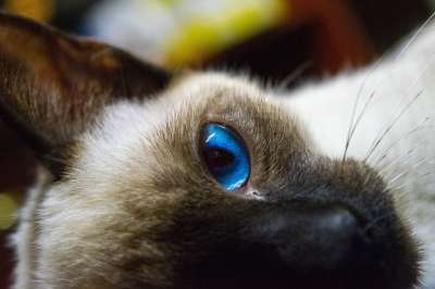 猫 小猫 宠物 暹罗 猫科动物