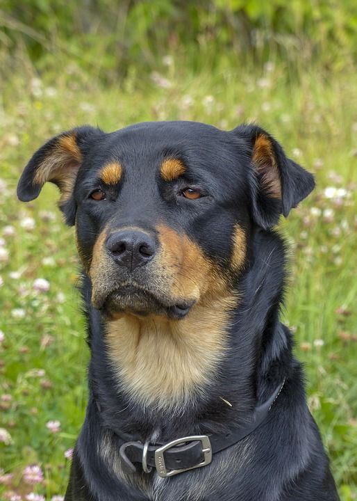 狗 宠物 朋友 动物 自然 肖像 可爱的 犬类 哺乳动物 友谊