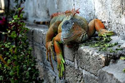 自然 动物界 野生动物 户外活动 野生 Reptilia 颜色