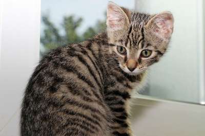 猫 宠物 小猫 猫科动物 动物 毛皮 基蒂 国内的 国内的猫