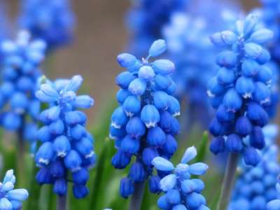 葡萄风信子 开花 花 蓝色的 观赏植物 园林植物 风信子 芦笋