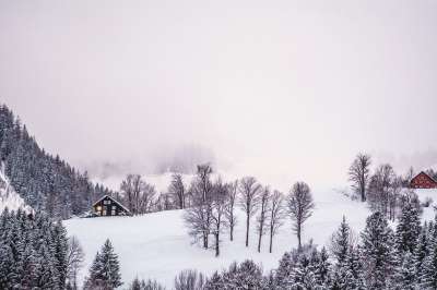 树木 森林 农村 雪 多雾路段 冬天 景观 冬季景观
