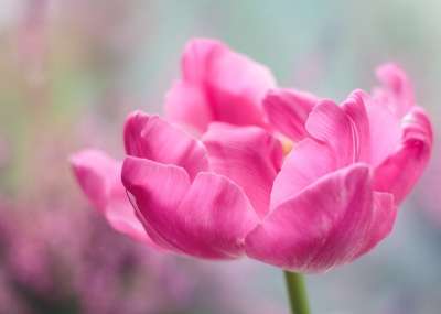 母亲节快乐 郁金香 开花 花 花瓣 粉色的 春天 春天的花朵