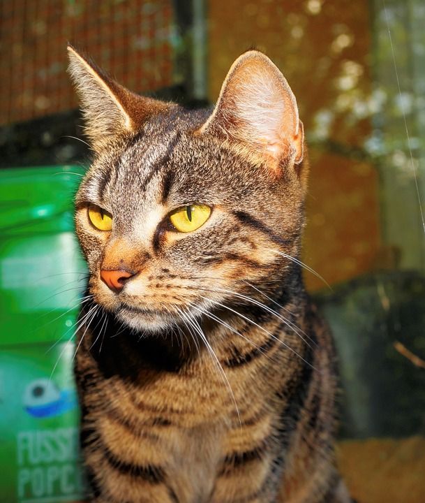 猫 女性 家畜 女猎手 细心 猫脸 可爱的 家猫 动物 肖像