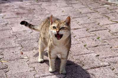 猫 喵呜声 猫脸 猫眼